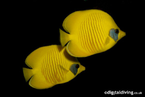 Pair of Masked Butterflyfish in Red Sea by David Henshaw 